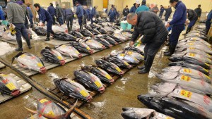 tsukiji balık pazarı
